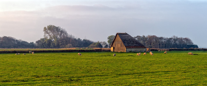 Texel: Ausgiebiger „Lämmer-Regen“ wird erwartet